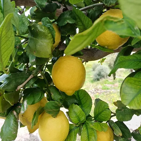 Nocleg ze śniadaniem Masseria Torre Saracena 4*