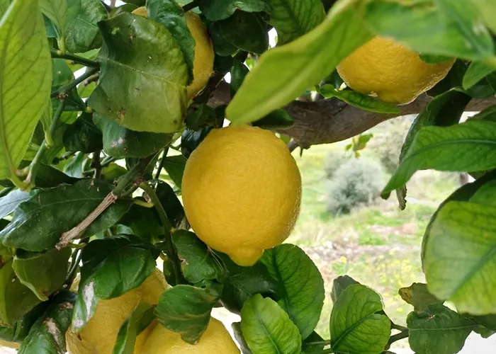 Bed & Breakfast Masseria Torre Saracena 3*